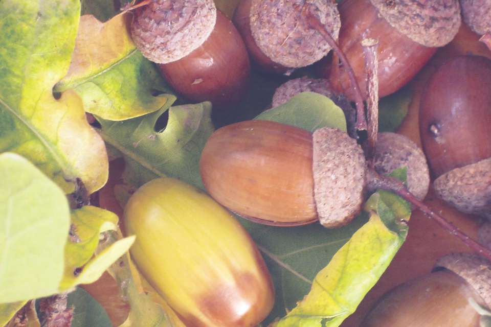 Acorns symbolizing growth