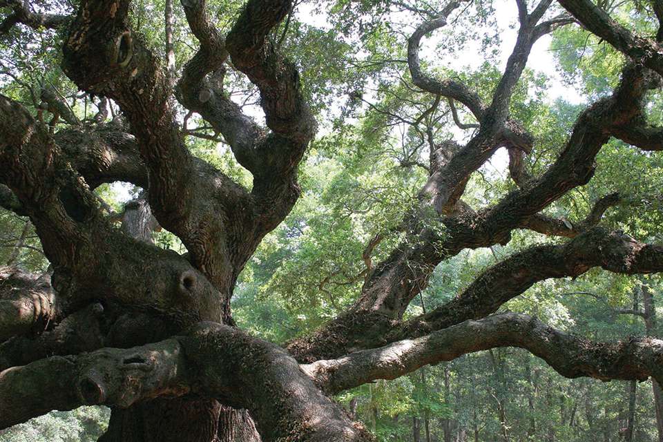 Looking upward through the branches of a mature oak tree